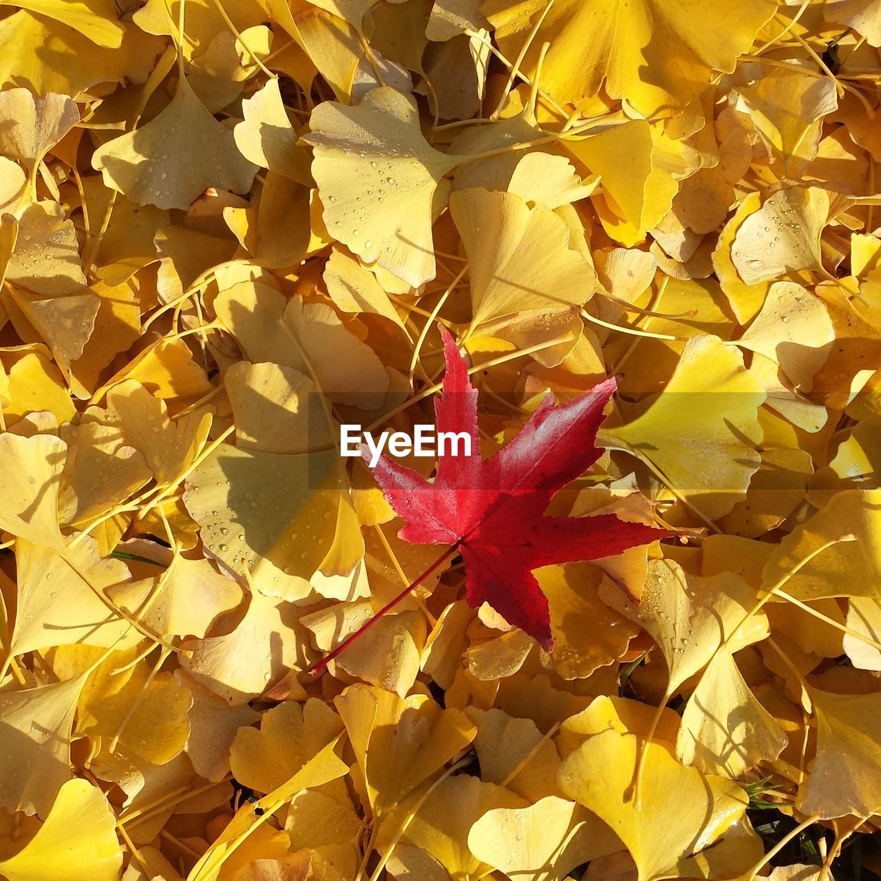 CLOSE-UP OF WET MAPLE LEAVES ON PLANT