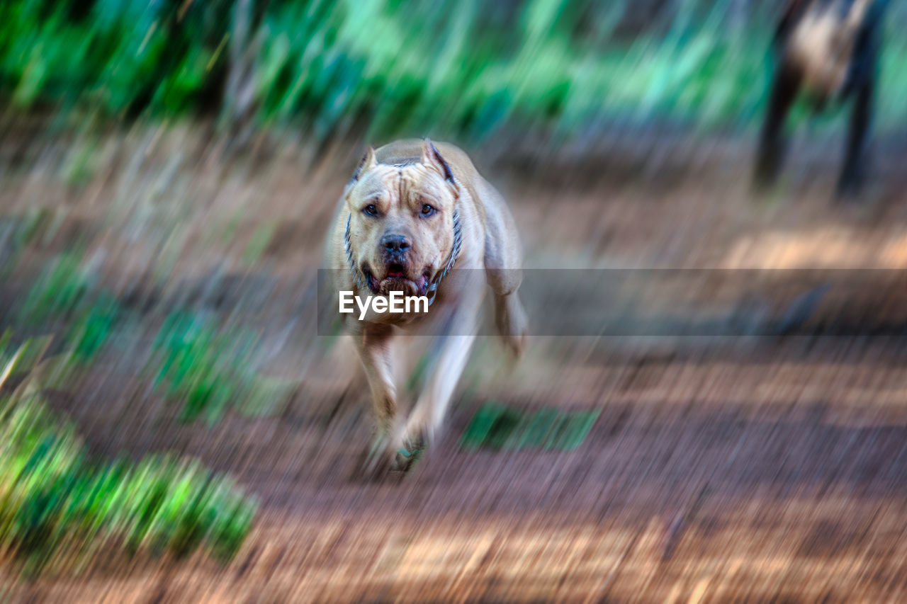 PORTRAIT OF A DOG RUNNING ON THE BACKGROUND