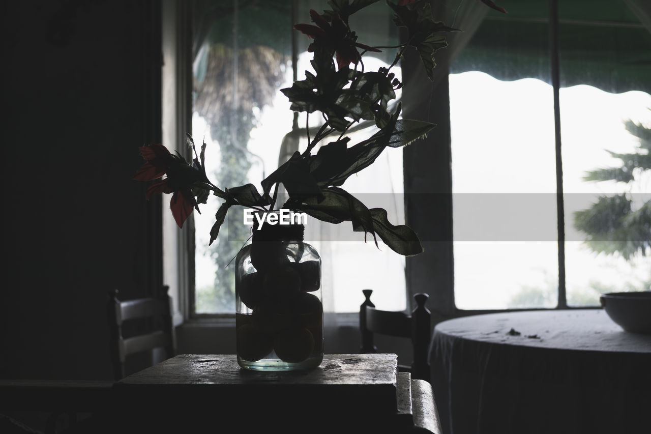 indoors, window, plant, nature, home interior, table, black, lighting, no people, day, furniture, domestic room, tree, light, room, interior design, vase, potted plant, sunlight