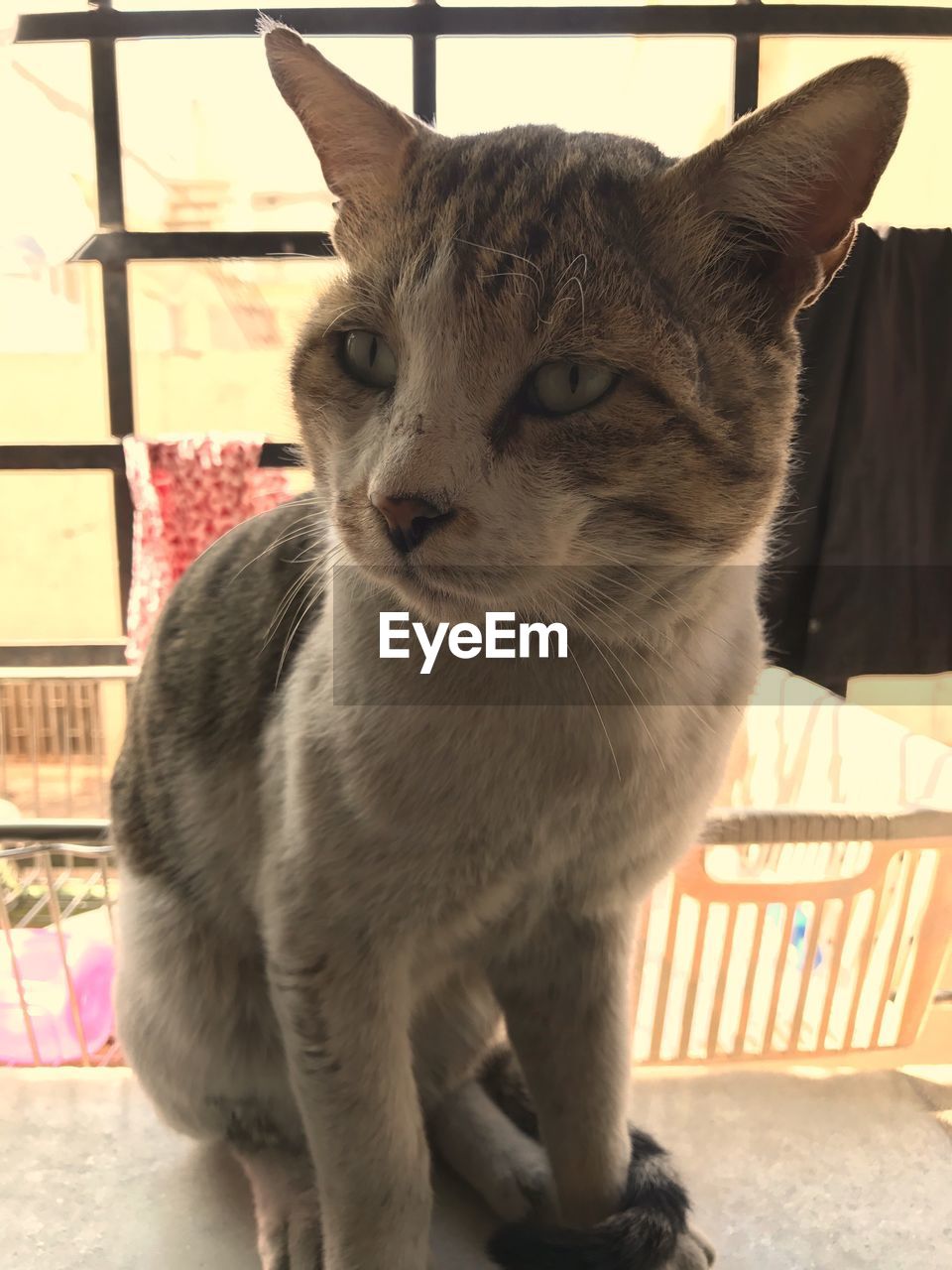 PORTRAIT OF CAT STANDING ON CAGE