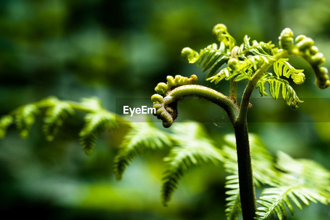 Close-up of fern