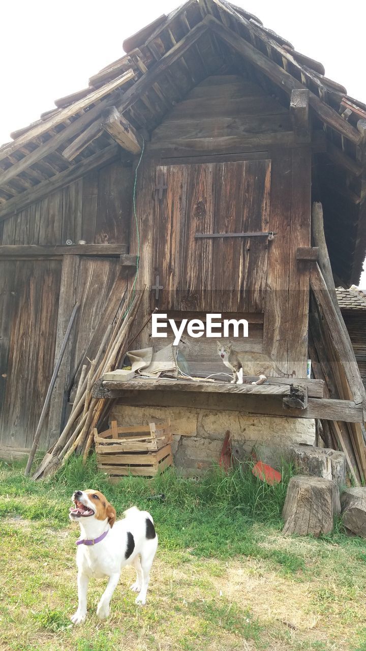 DOG ON BARN IN FRONT OF OLD RUIN