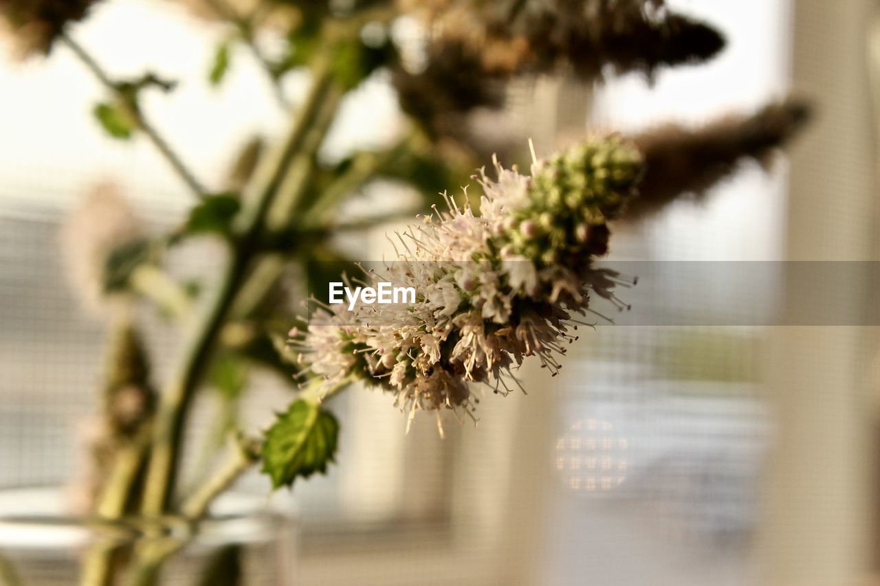 Close-up of flower tree