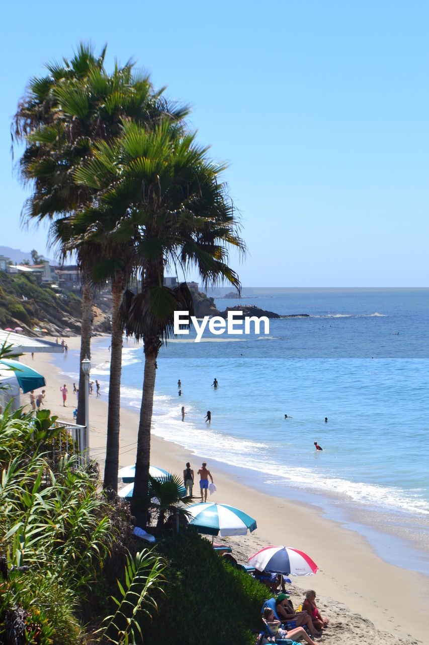 Palm trees on beach against clear blue sky