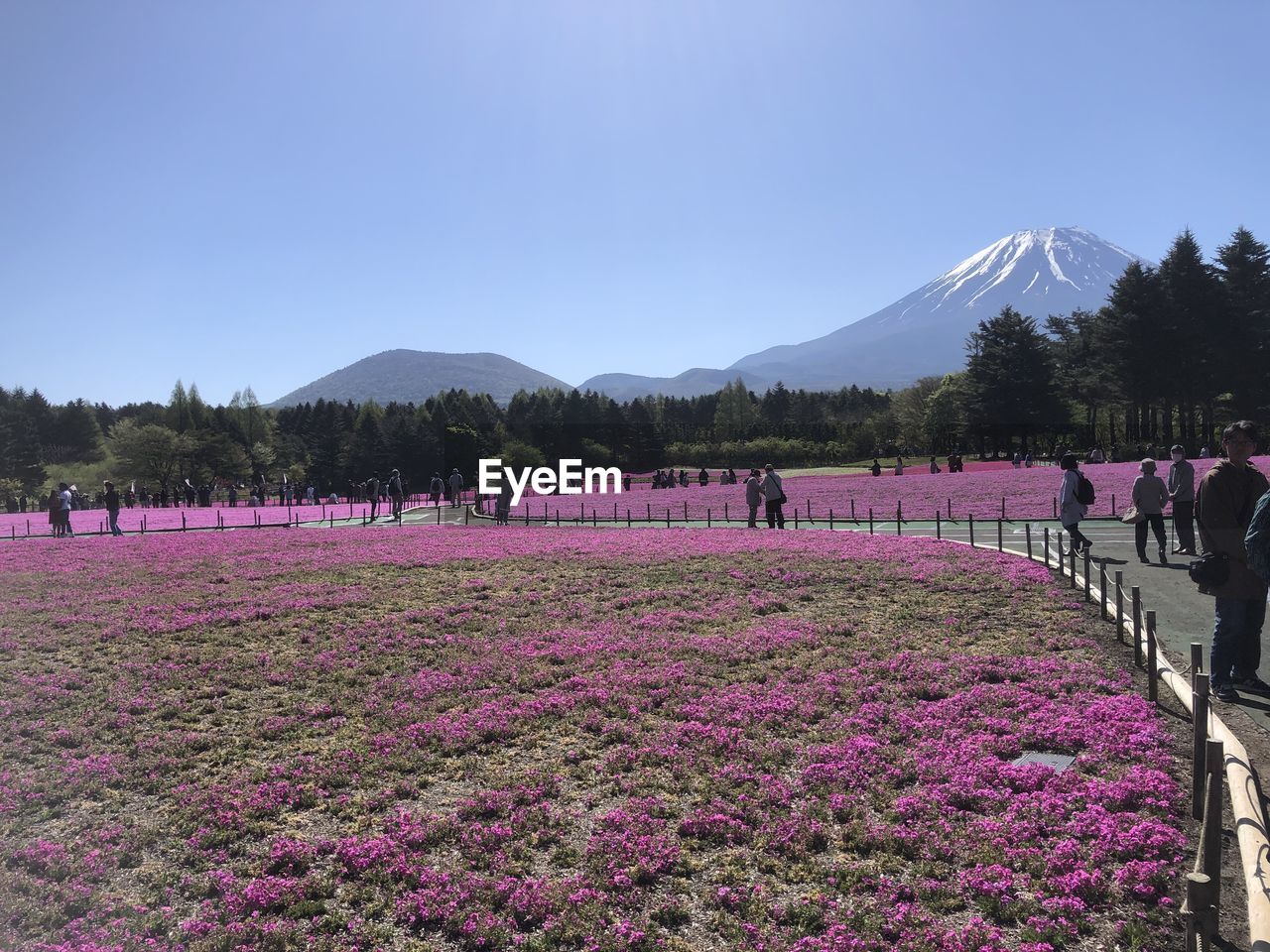 plant, flower, flowering plant, mountain, sky, nature, beauty in nature, group of people, landscape, large group of people, scenics - nature, land, environment, pink, tree, crowd, freshness, field, day, travel destinations, outdoors, purple, growth, adult, women, travel, clear sky, mountain range, men, lifestyles