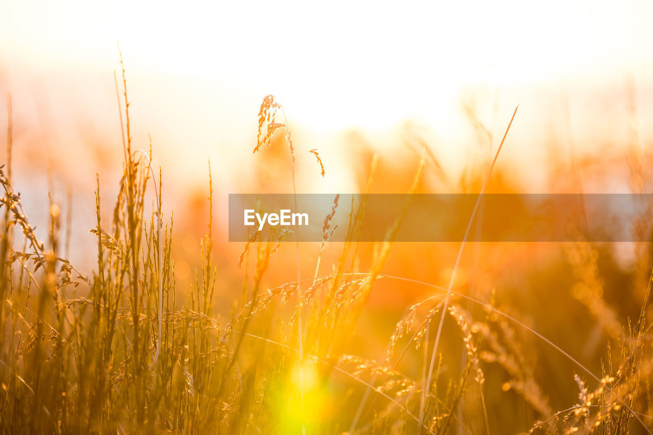 CLOSE-UP OF STALKS AGAINST SUNSET