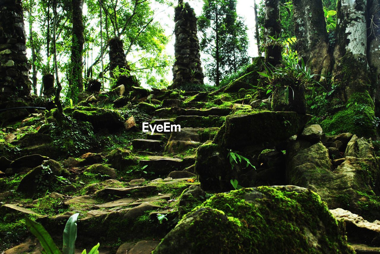 Low angle view of trees in forest