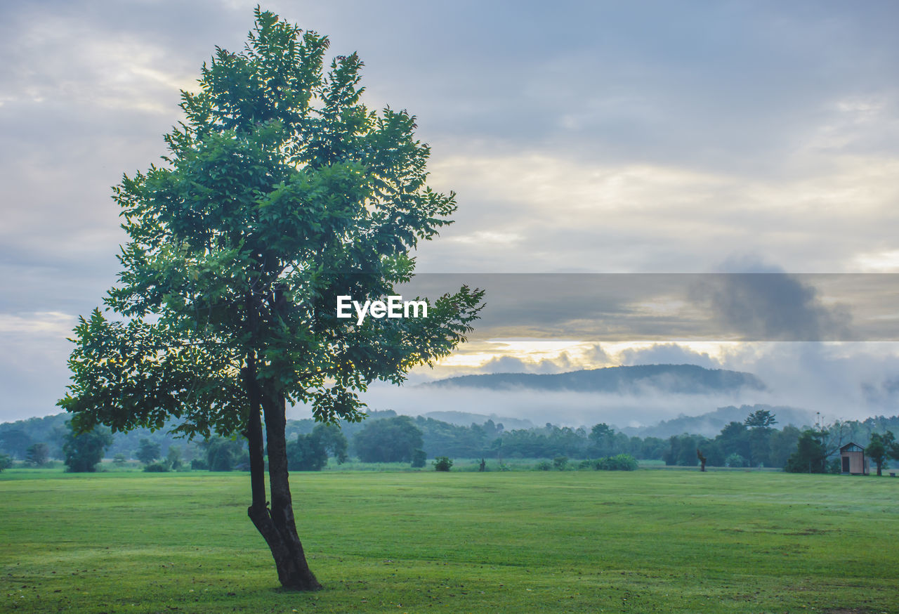 Tree on field against sky