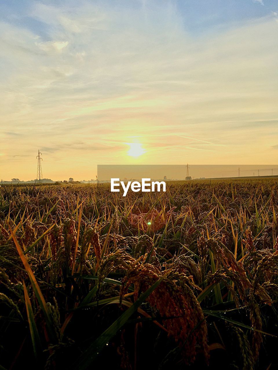 WHEAT FIELD AGAINST SKY AT SUNSET