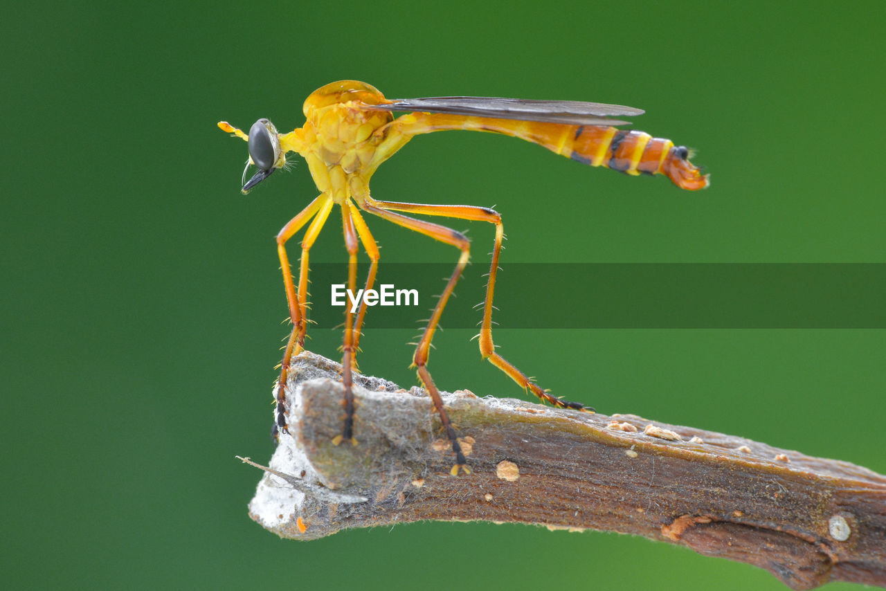 CLOSE-UP OF GRASSHOPPER