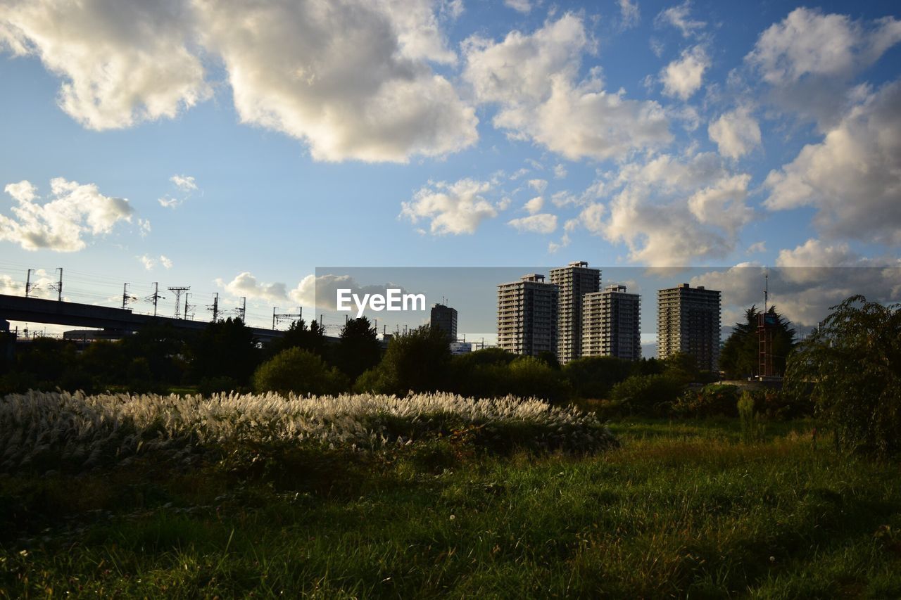 SURFACE LEVEL OF GRASSY FIELD AGAINST SKY