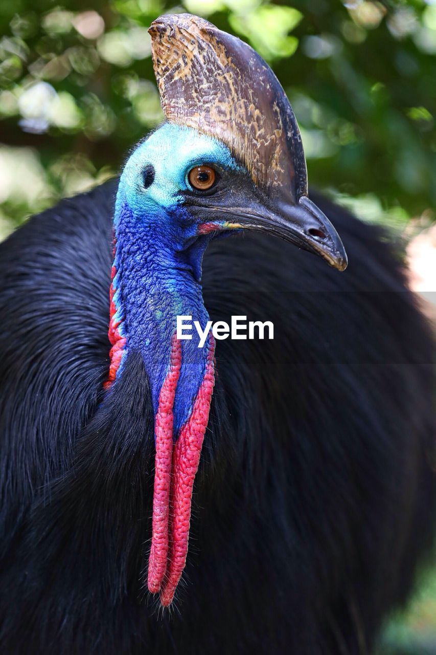 Portrait of cassowary