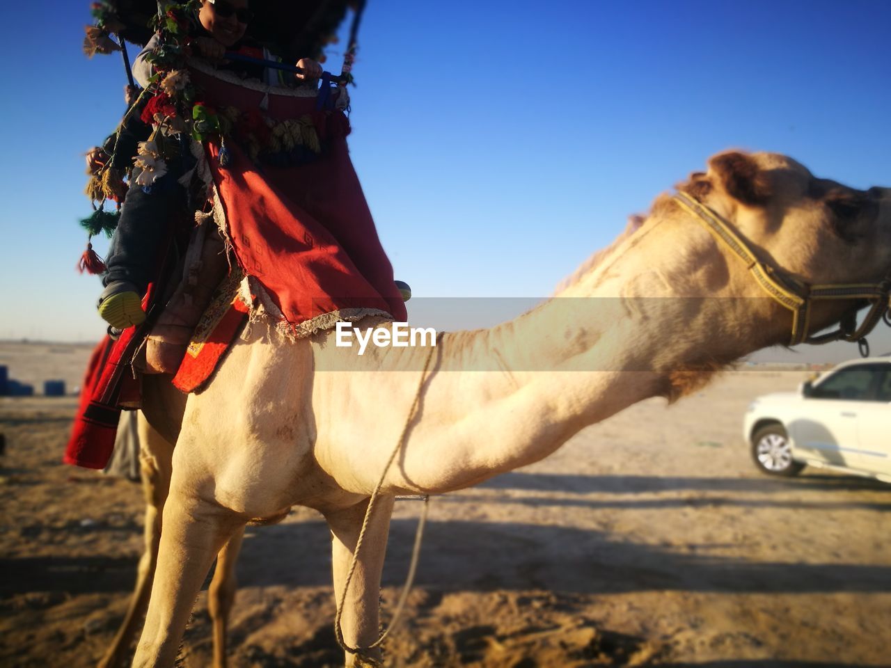 CLOSE-UP OF HORSE IN PEN