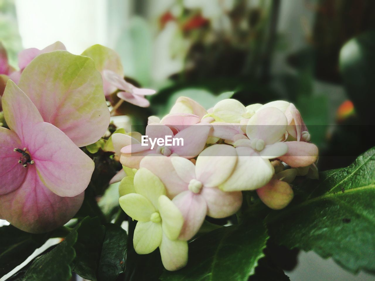 Close-up of pink flowers