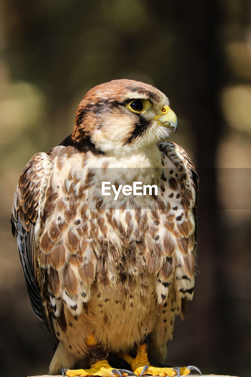 Close-up of falcon perching outdoors