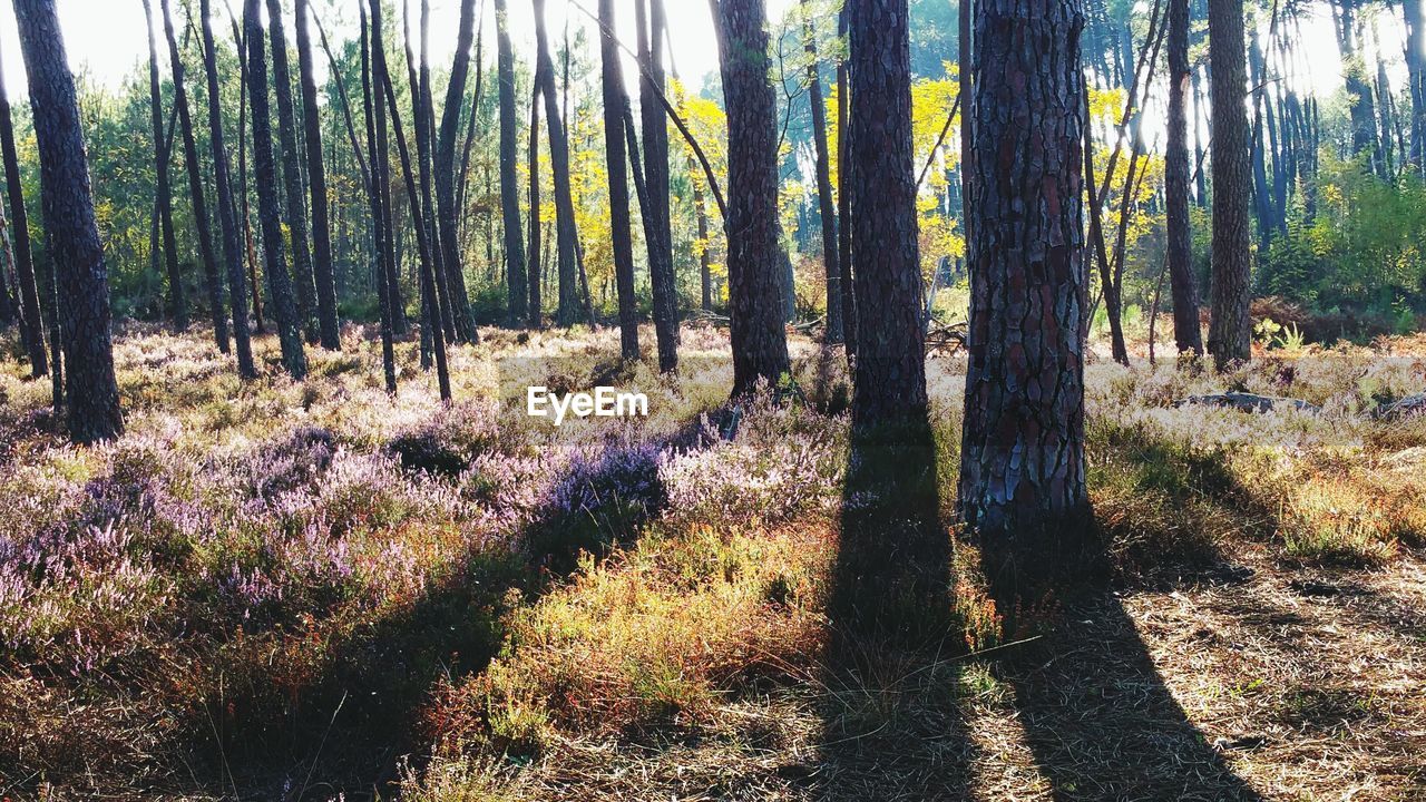 Trees in forest