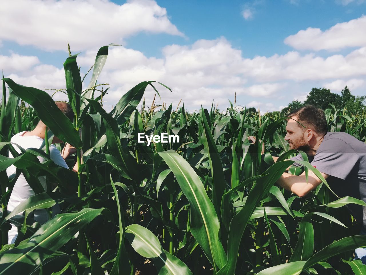 Men in corn field against sky