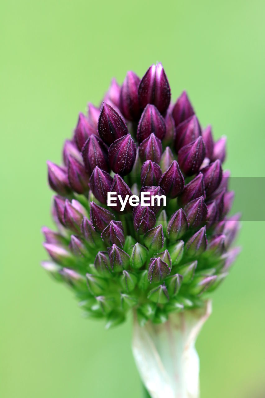 Close-up of allium flower bud