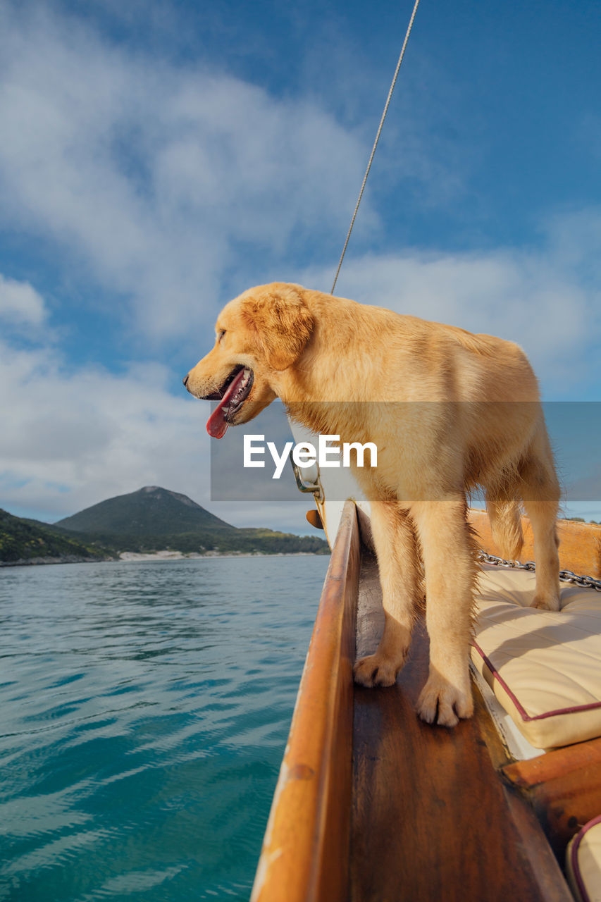 animal, animal themes, one animal, mammal, water, dog, pet, canine, domestic animals, sky, sea, nature, mouth open, nautical vessel, carnivore, no people, golden retriever, retriever, cloud, animal body part, transportation, day, animal mouth, outdoors, vehicle, facial expression, blue, animal wildlife