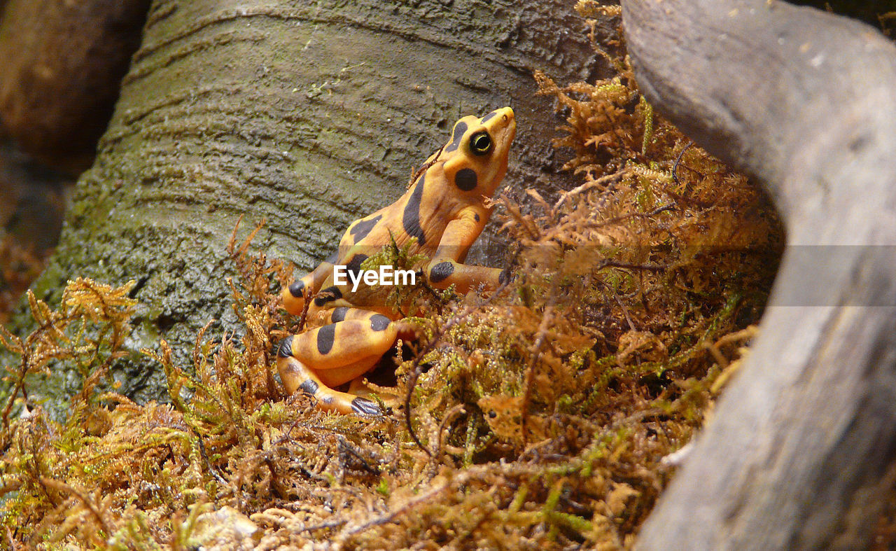 CLOSE-UP OF SNAKE ON TREE TRUNK