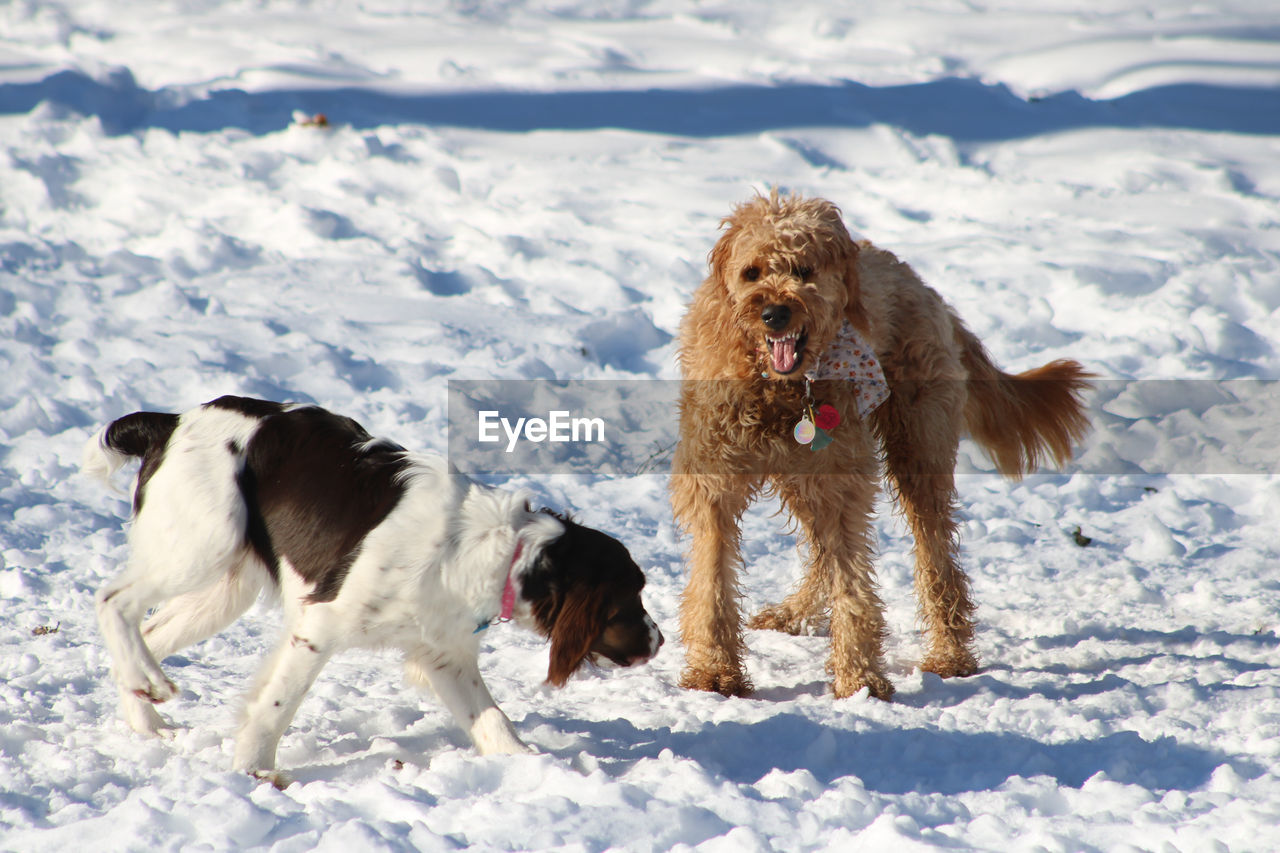 DOG ON SNOW COVERED LANDSCAPE DURING WINTER