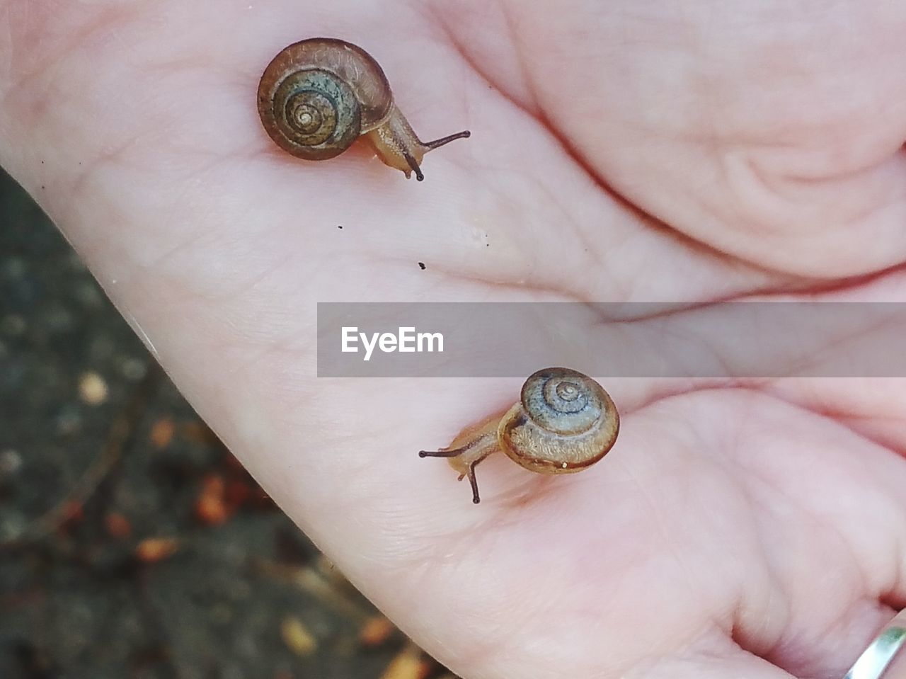 CLOSE-UP OF SNAIL ON PERSON HAND