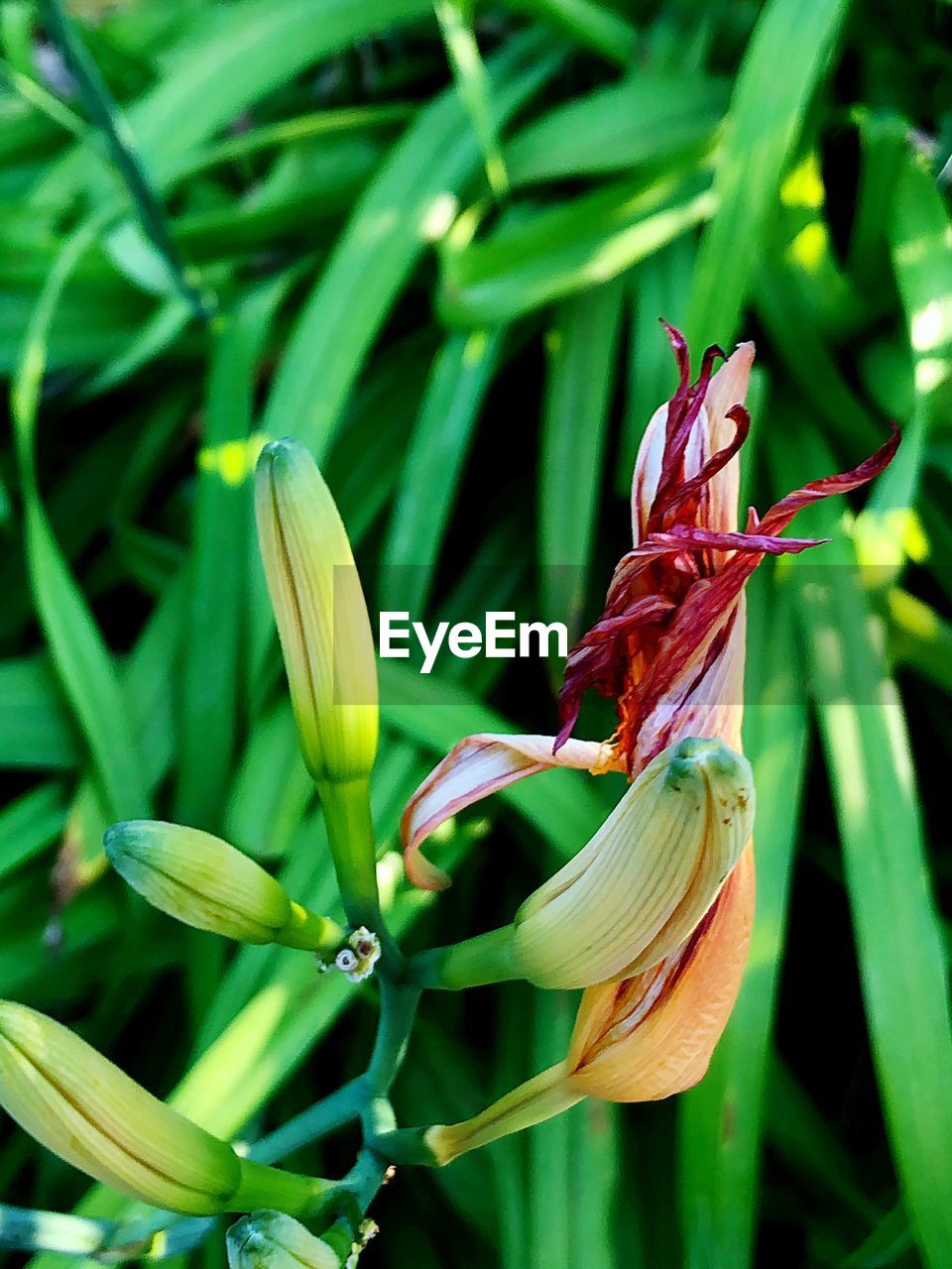 Close-up of red flowering plant