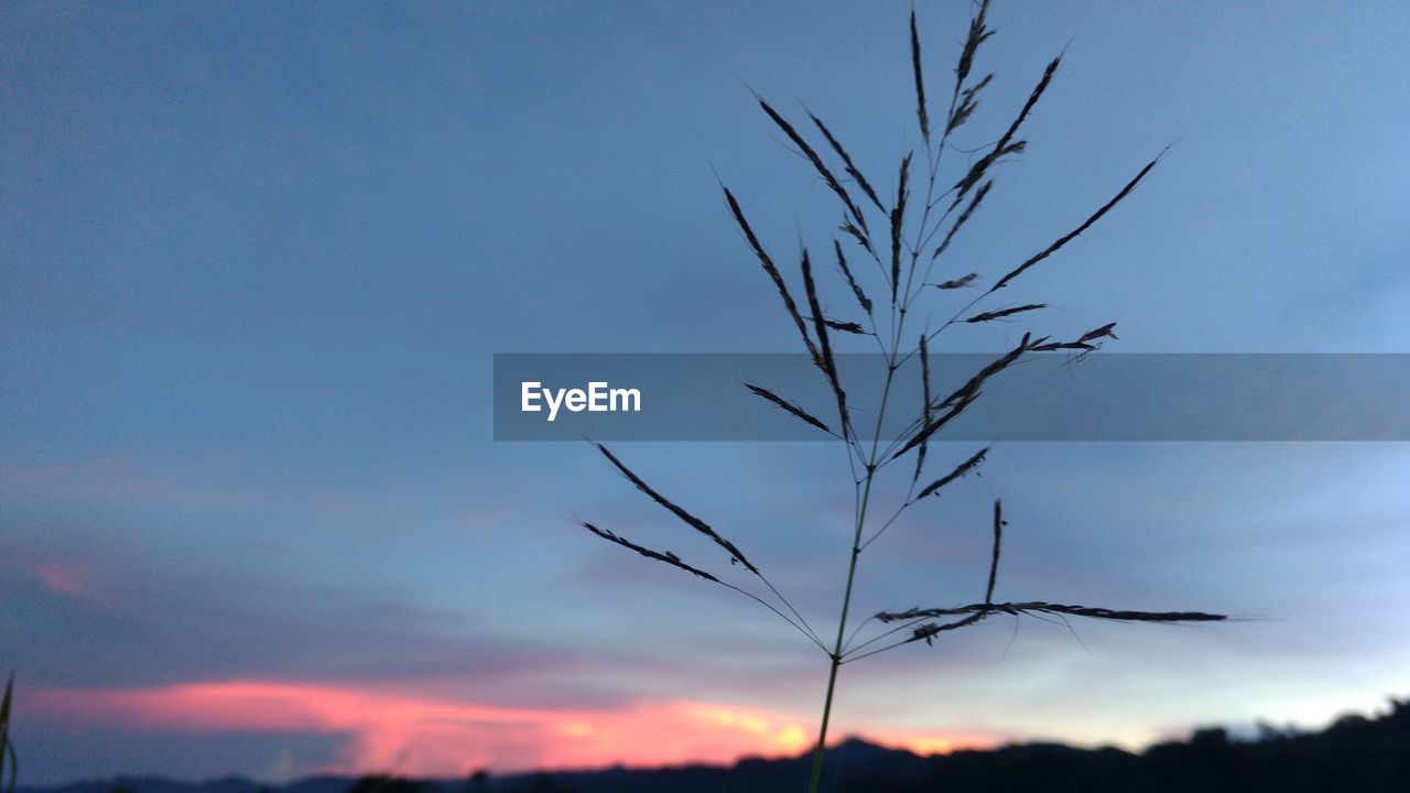 SILHOUETTE PLANTS AGAINST BLUE SKY DURING SUNSET