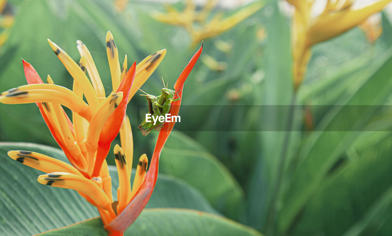 CLOSE-UP OF ORANGE FLOWERING PLANT AGAINST BLURRED BACKGROUND
