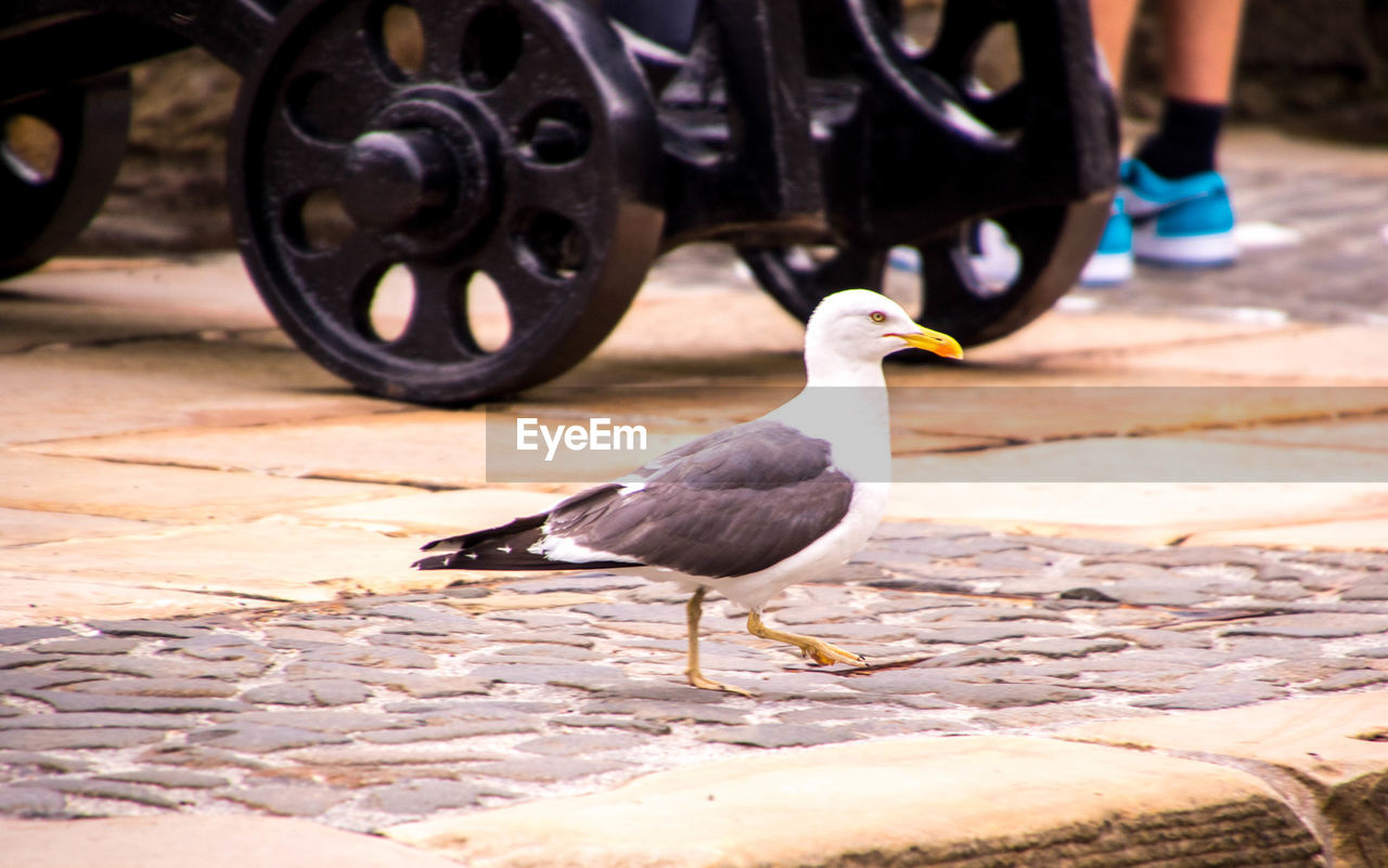 LOW SECTION OF PIGEON ON STREET