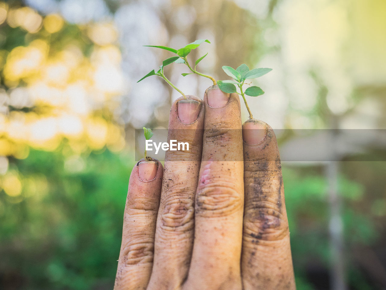 CLOSE-UP OF HAND HOLDING PLANT AGAINST BLURRED BACKGROUND