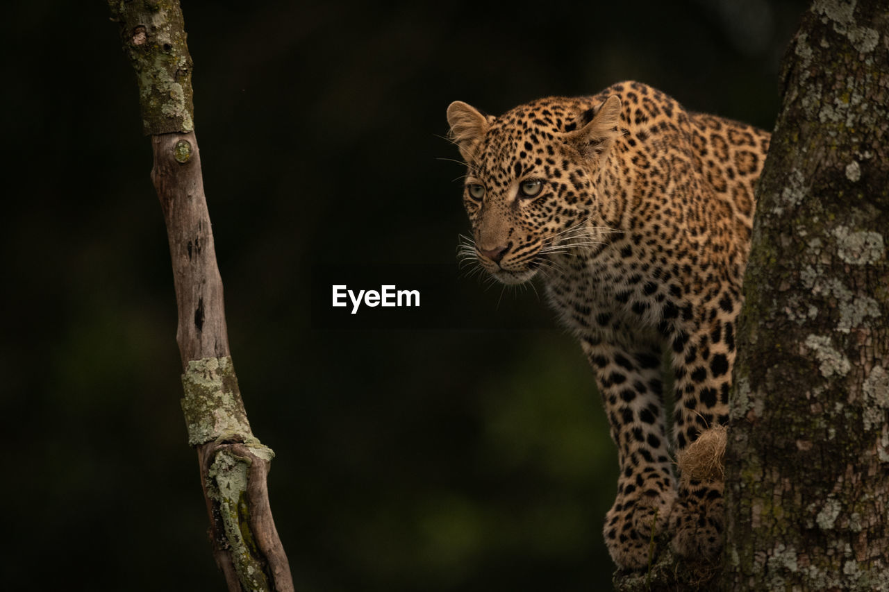 Low angle view of leopard relaxing on branch in forest