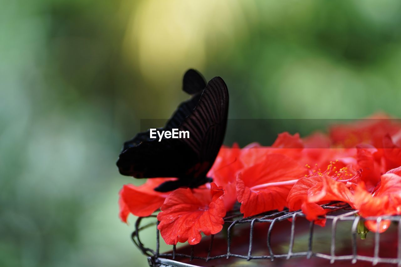 CLOSE-UP OF BUTTERFLY POLLINATING ON RED FLOWER