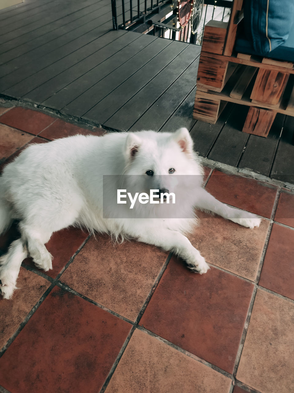 pet, animal themes, one animal, domestic animals, dog, animal, mammal, canine, high angle view, flooring, samoyed, puppy, relaxation, footpath, white, no people, tiled floor, lying down, day, tile, portrait, japanese spitz, looking at camera, carnivore