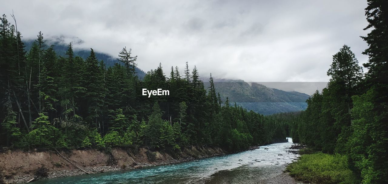 Scenic view of river amidst trees against sky