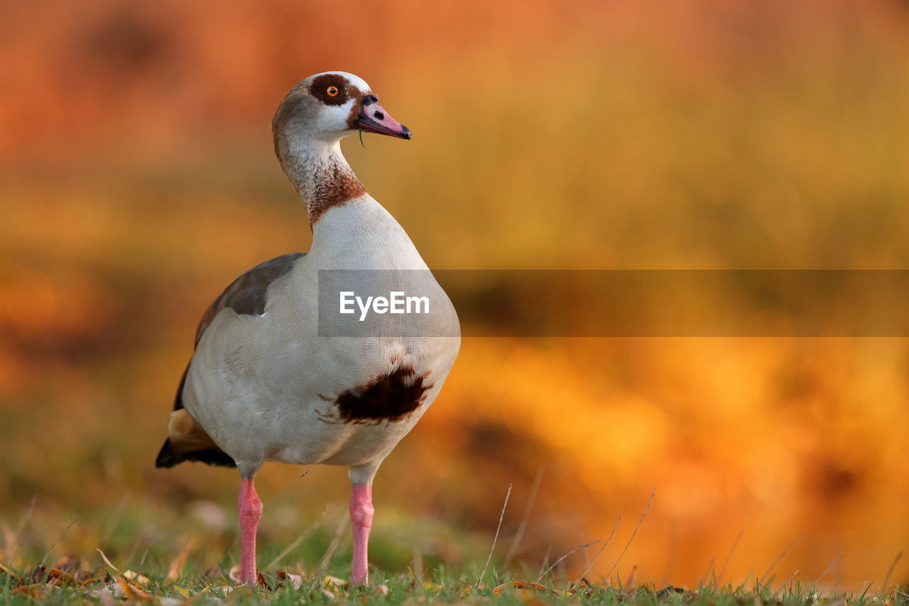 An egyptian goose with an autumnal background