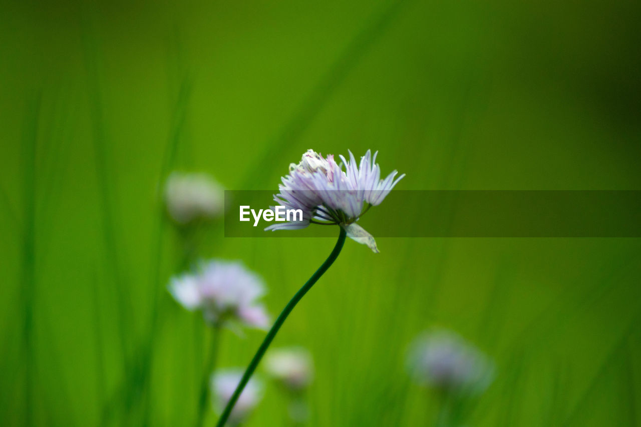 CLOSE-UP OF WHITE FLOWERING PLANTS