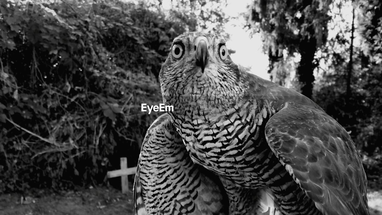 Close-up of eagle perching against trees