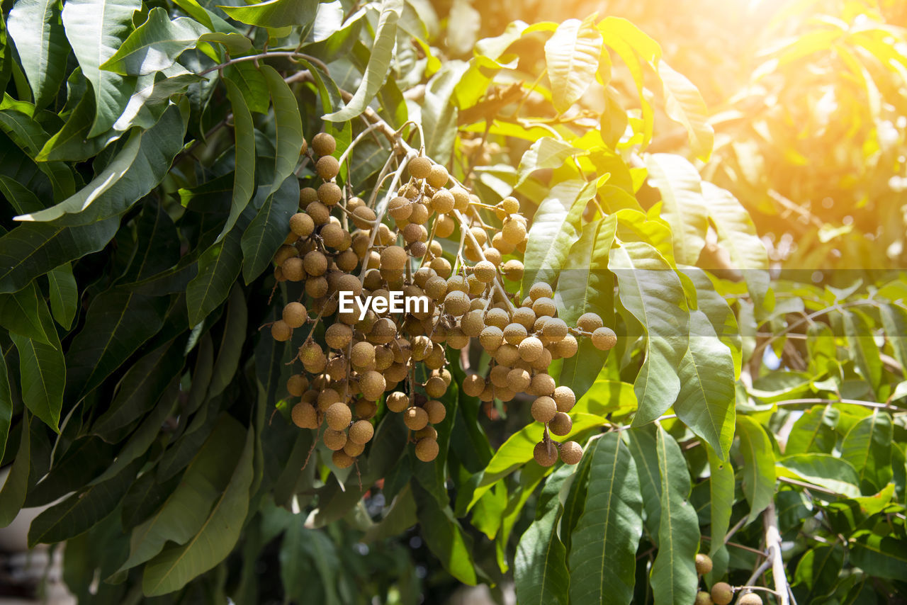 Young longan fruit on the tree