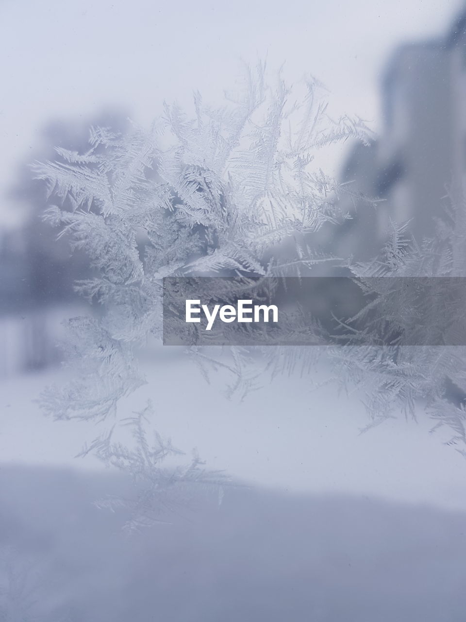CLOSE-UP OF SNOWFLAKES ON TREE