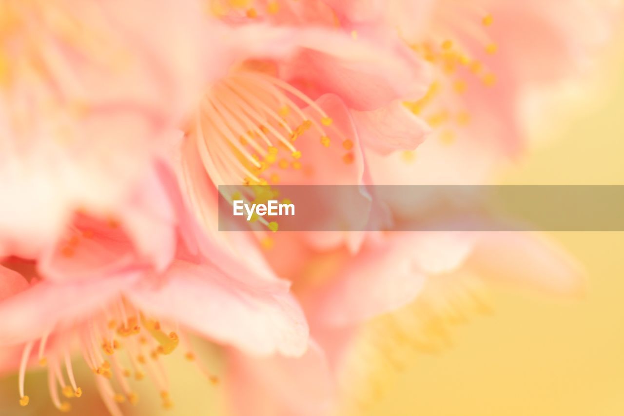 Close-up of pink flower