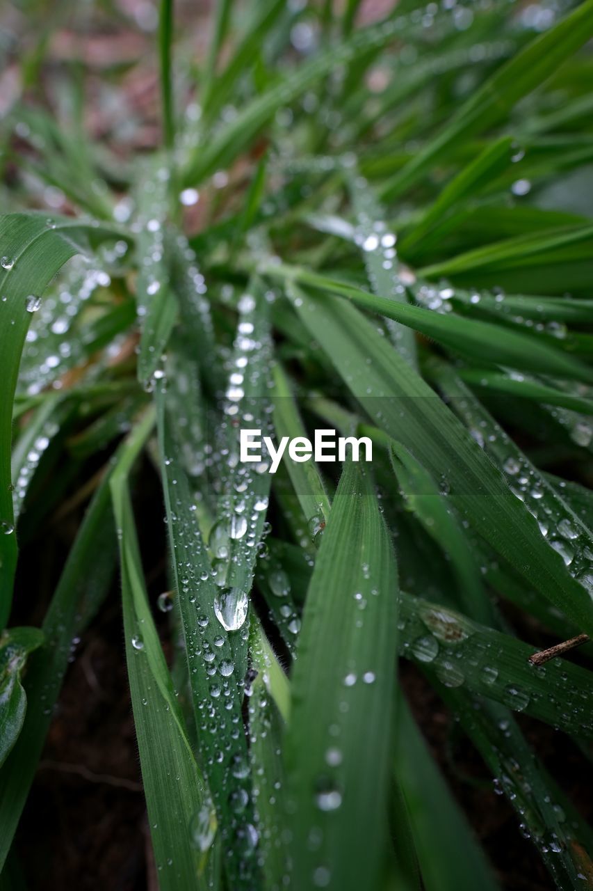 CLOSE-UP OF WATER DROPS ON GRASS