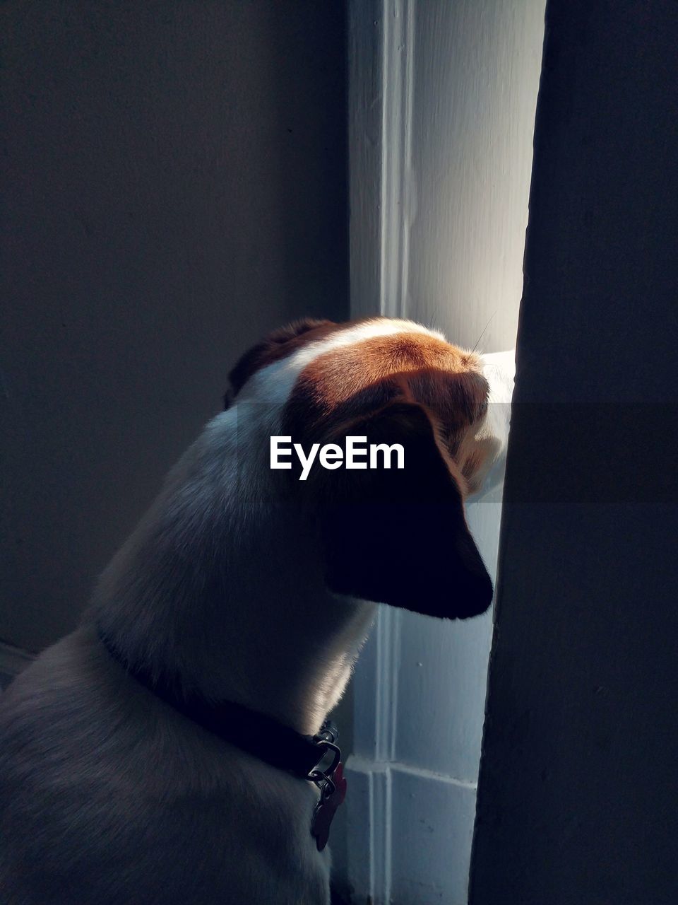 Close-up of curious beagle dog looking through a crack in the door