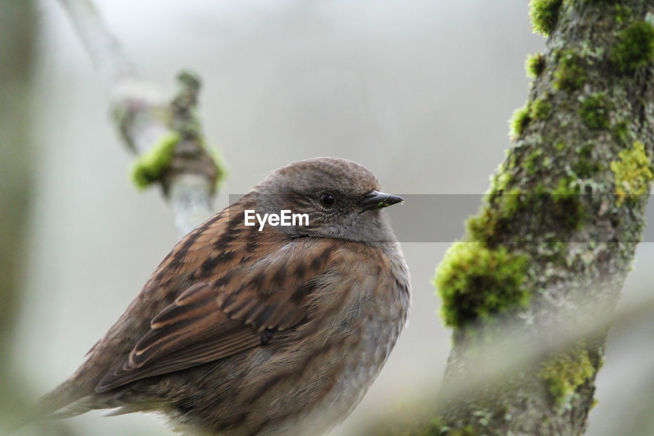 CLOSE-UP OF BIRD PERCHING ON A PLANT