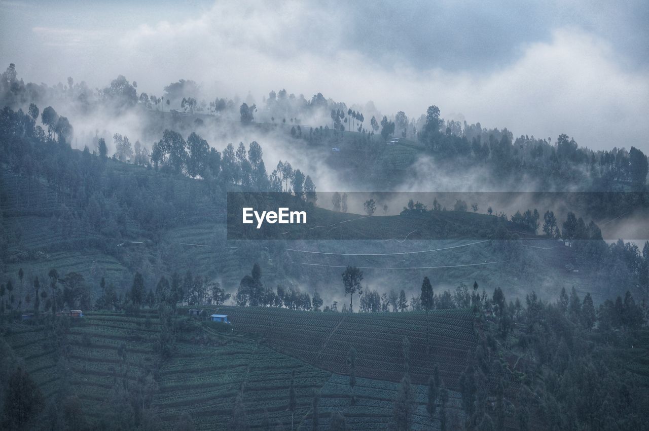 HIGH ANGLE VIEW OF TREES ON LANDSCAPE