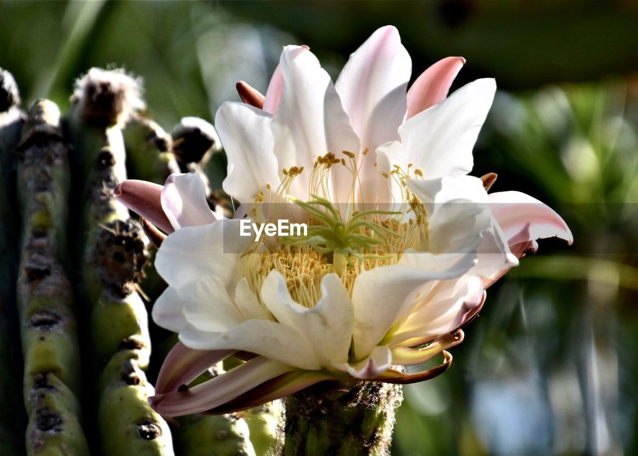 CLOSE-UP OF WHITE ROSE PLANT