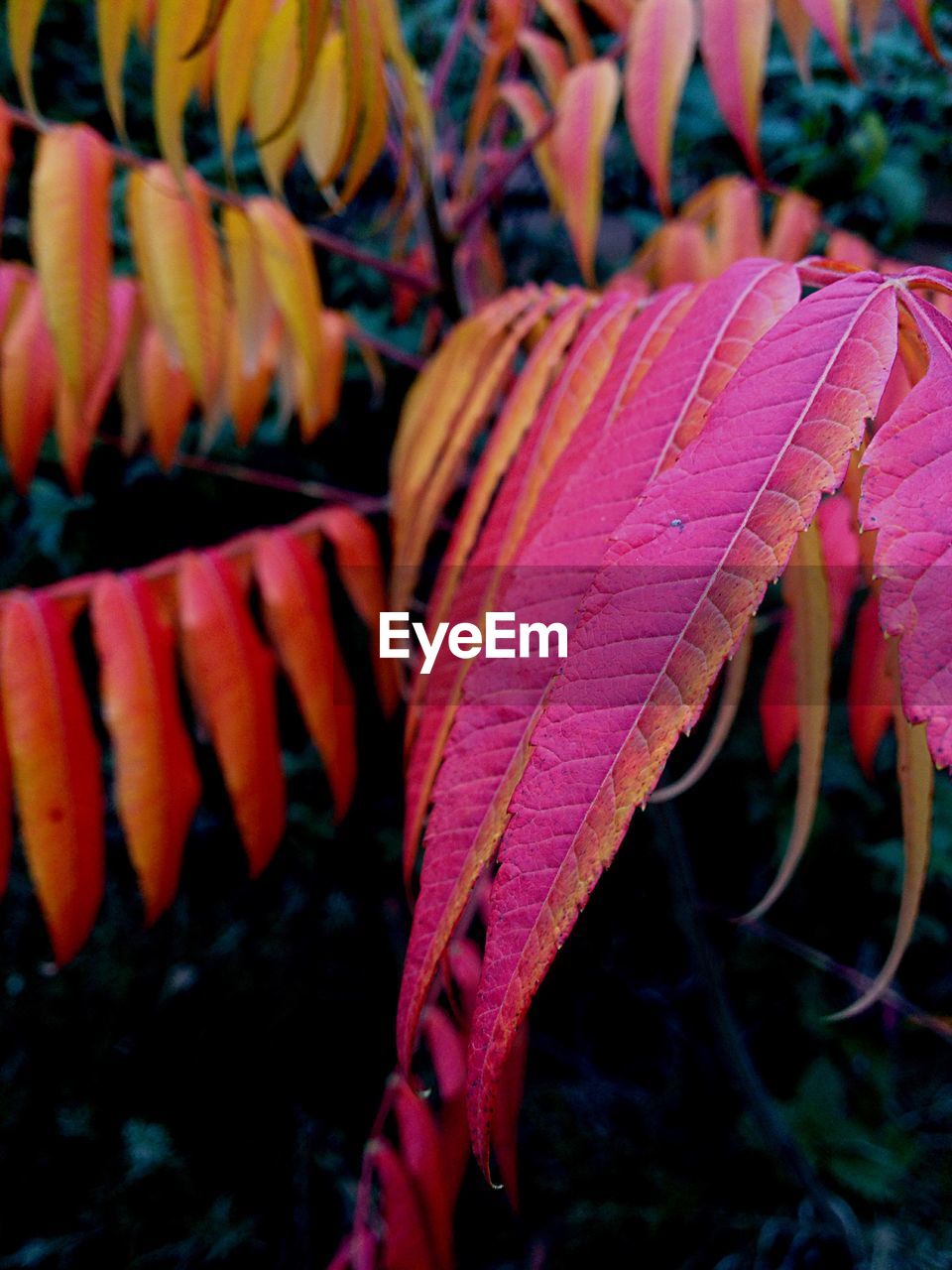 CLOSE UP OF MULTI COLORED LEAVES