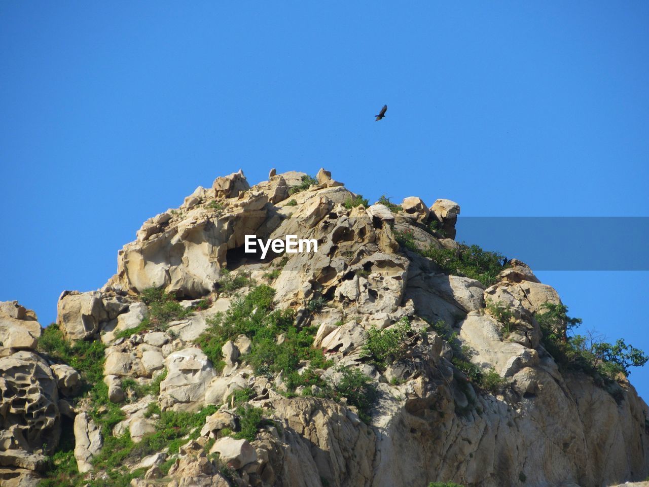 LOW ANGLE VIEW OF BIRDS FLYING AGAINST CLEAR BLUE SKY