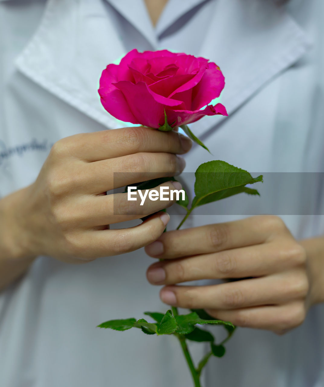 CLOSE-UP OF HAND HOLDING ROSE AGAINST PLANT