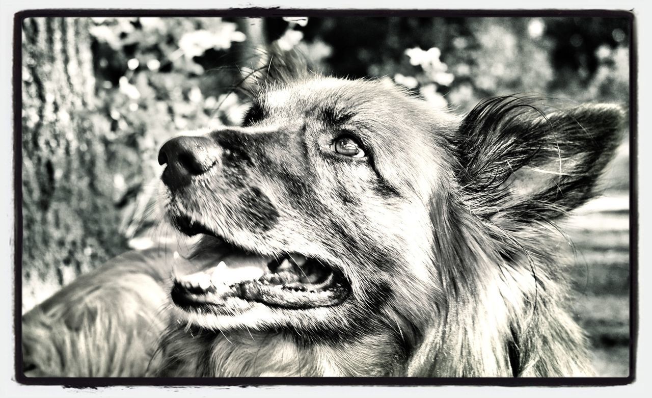 Close-up of dog in field